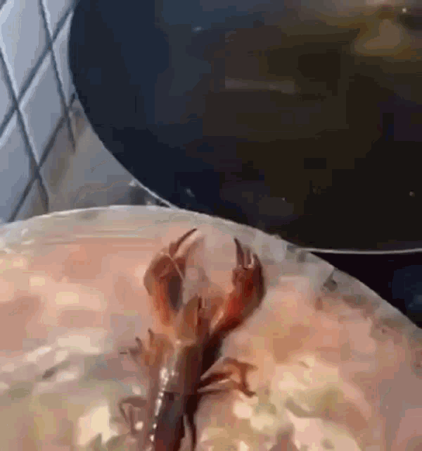lobster